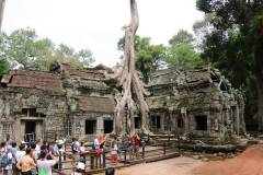 Ta-Prohm-1_web