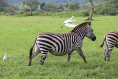 Arusha-01_web_scaled