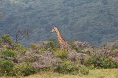 Arusha-16_web_scaled