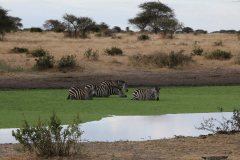 Tarangire-03_web_scaled