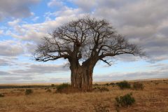 Tarangire-04_web_scaled