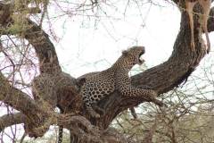 Tarangire-09_web_scaled