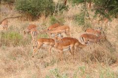 Tarangire-17_web_scaled
