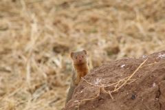 Tarangire-25_web_scaled