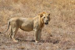 Tarangire-26_web_scaled