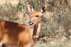 Tarangire-27_web_scaled